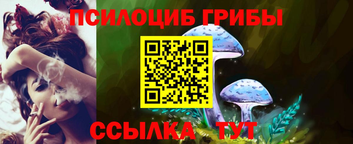Псилоцибиновые грибы Psilocybe Кирово-Чепецк